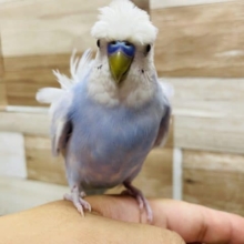 手乗りができちゃうクルクルくん！羽衣セキセイインコのスパングルカラー！