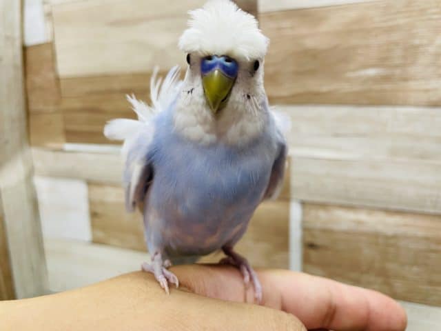 手乗りができちゃうクルクルくん！羽衣セキセイインコのスパングルカラー！