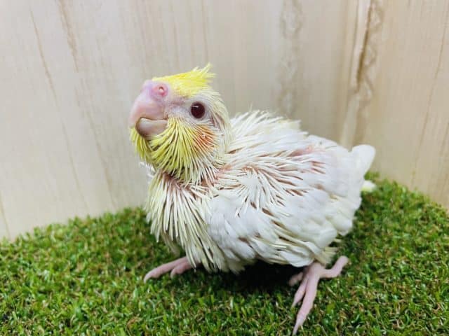 オカメインコ