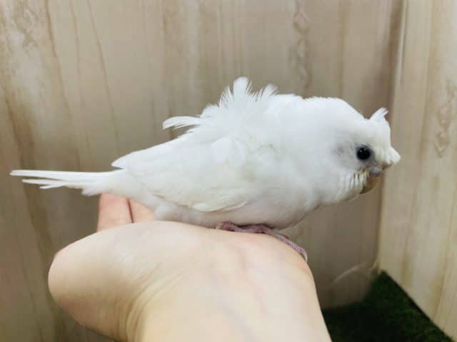 羽衣セキセイインコ