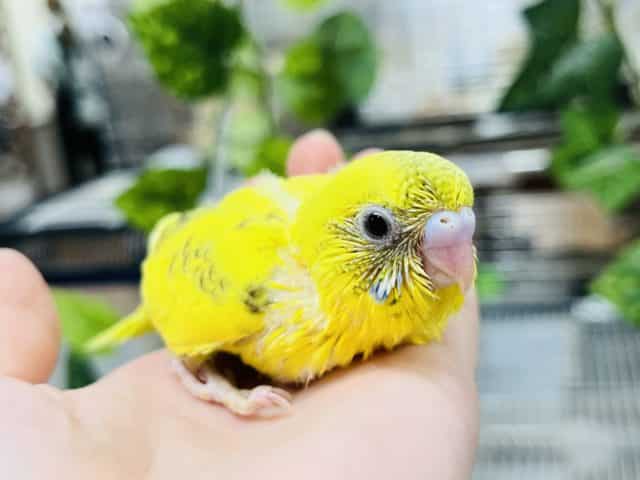 セキセイインコ