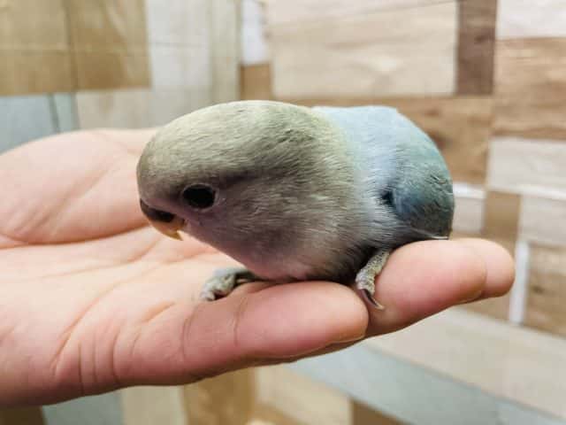 コザクラインコ（小桜インコ）