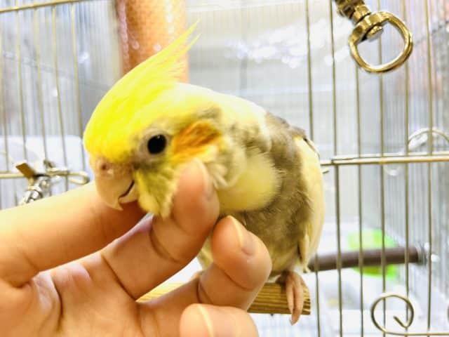 オカメインコ