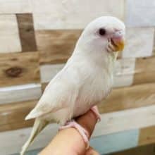 最新画像有り☆じーっとしている事はないほど元気いっぱいです！真っ白な体に赤目のアルビノ♪