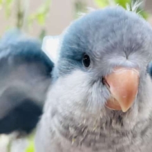 いつでもどこでも可愛さ120点満点◎オキナインコ(ブルー)