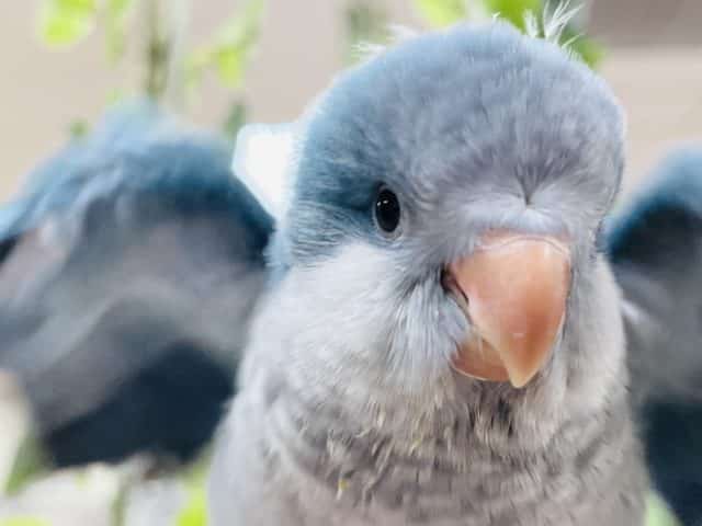 いつでもどこでも可愛さ120点満点◎オキナインコ(ブルー)