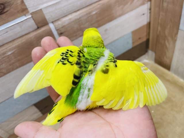 セキセイインコ