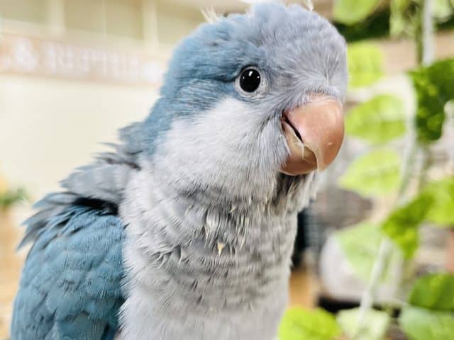 オキナインコ