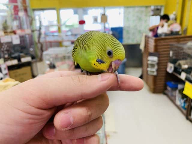 セキセイインコ