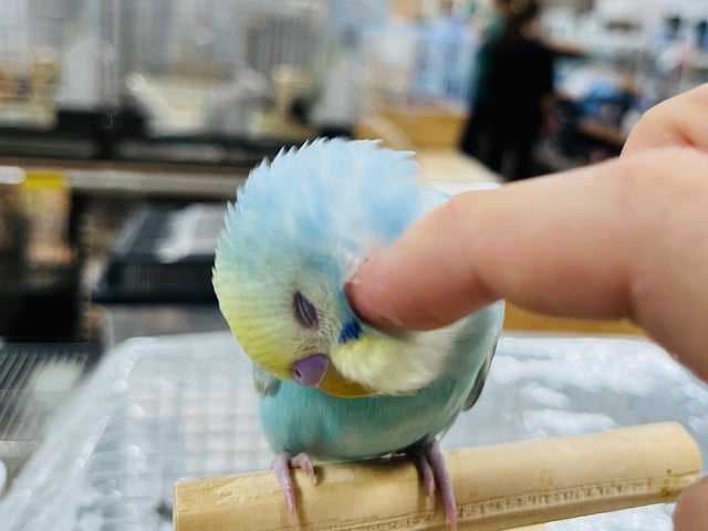 セキセイインコ