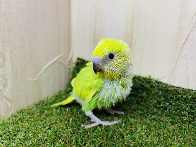 セキセイインコ