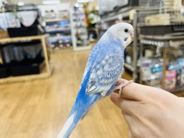 セキセイインコ