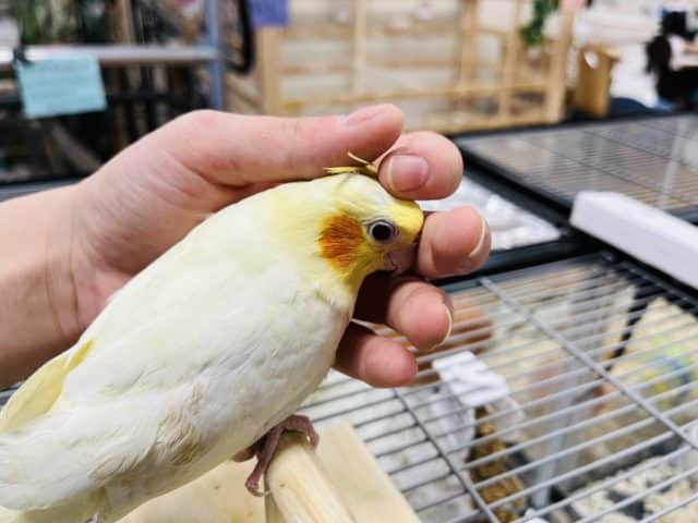 オカメインコ