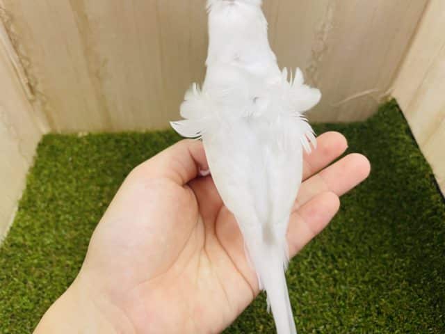 羽衣セキセイインコ