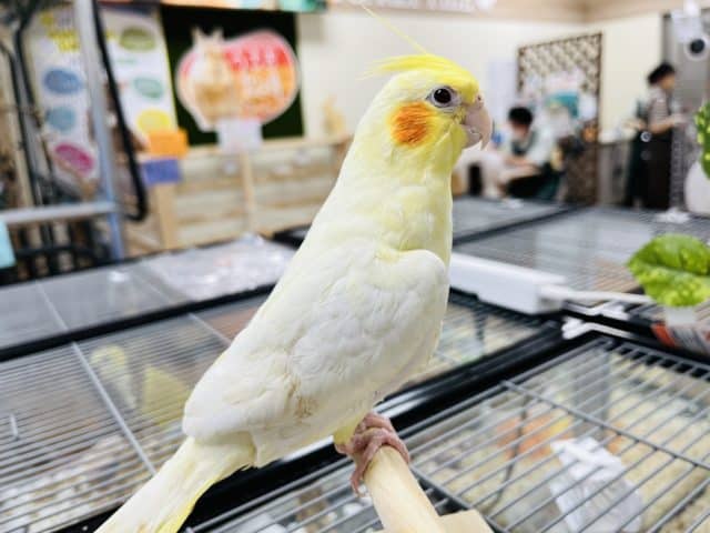 オカメインコ