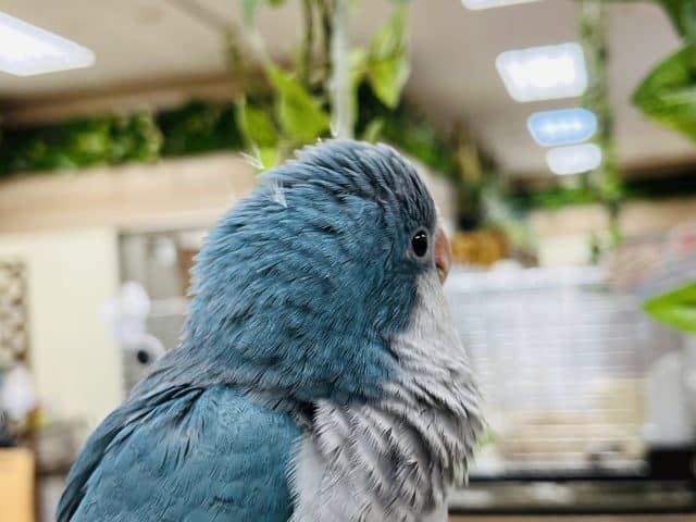 オキナインコ