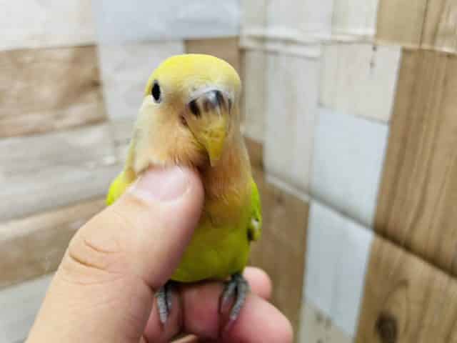 コザクラインコ（小桜インコ）