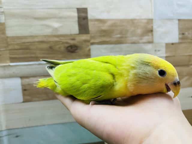 コザクラインコ（小桜インコ）