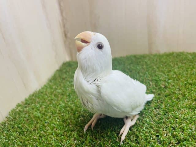 コザクラインコ（小桜インコ）