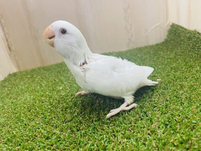 コザクラインコ（小桜インコ）