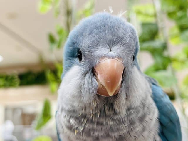 オキナインコ