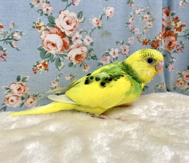 セキセイインコ イエローパイド 💛 9/17