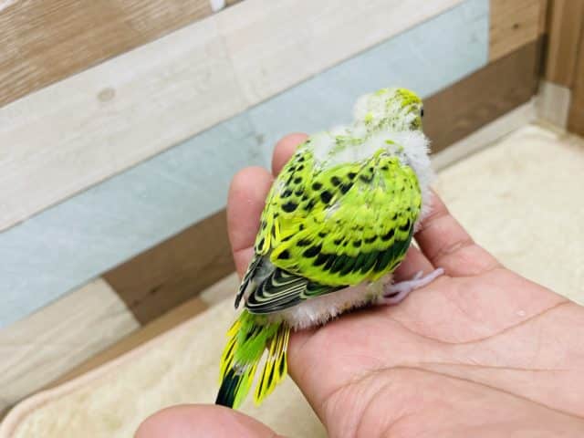 セキセイインコ