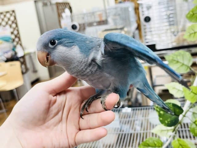 オキナインコ