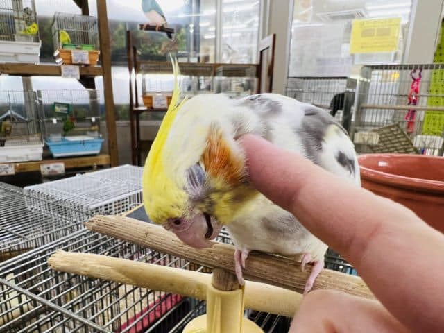 オカメインコ