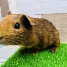 ぷいぷいモルモット♂