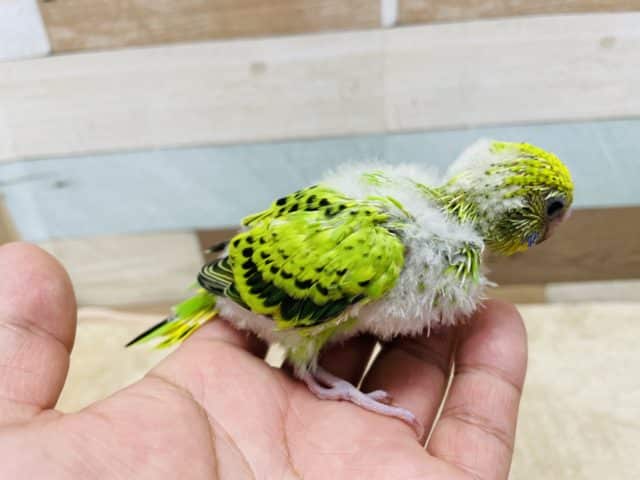 セキセイインコ