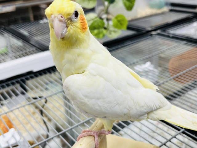 オカメインコ