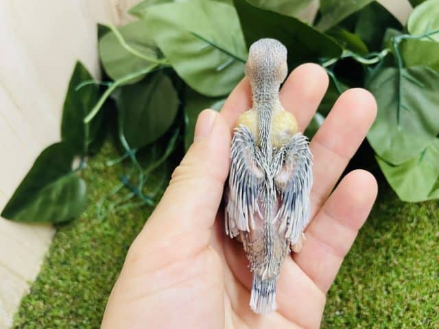 シルバー文鳥