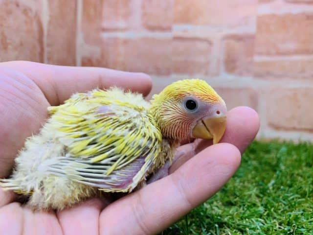 コザクラインコ（小桜インコ）