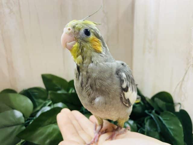 オカメインコ