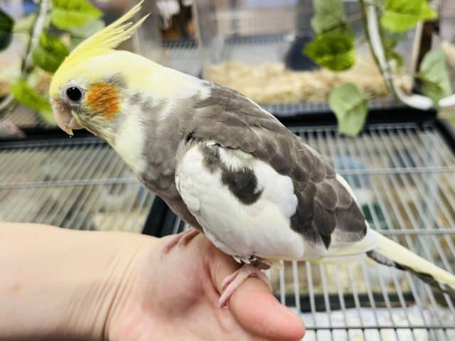 オカメインコ