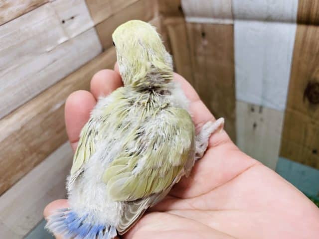 コザクラインコ（小桜インコ）