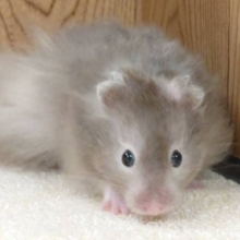 一目見たらハマるかわいさ！♥セーブルハムスター男の子