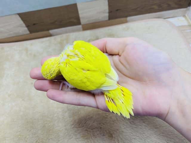 セキセイインコ