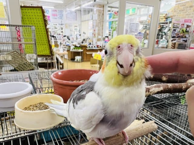 オカメインコ