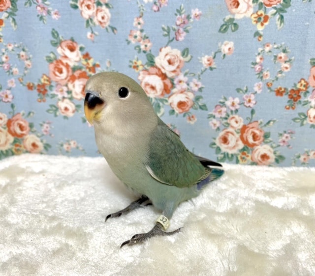 コザクラインコ（小桜インコ）