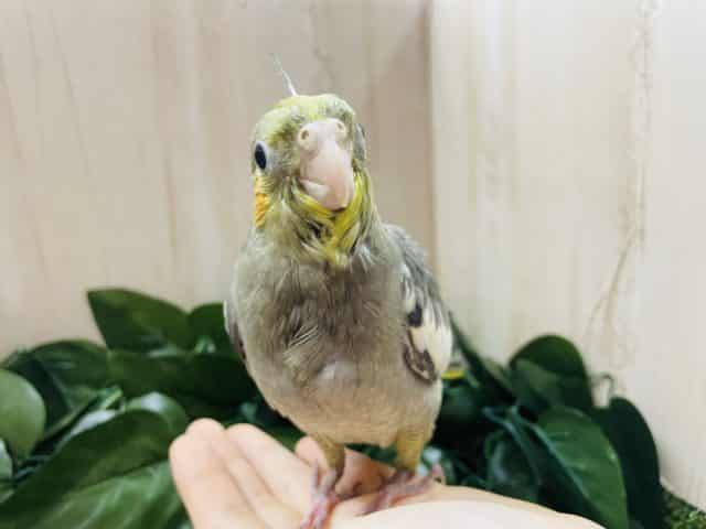 オカメインコ