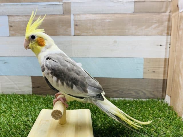 オカメインコ