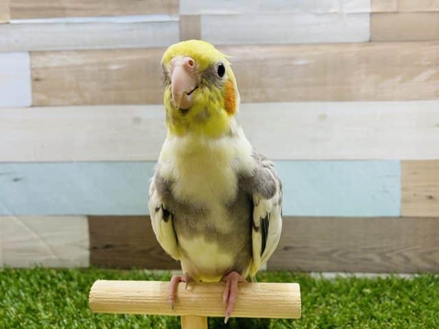 オカメインコ