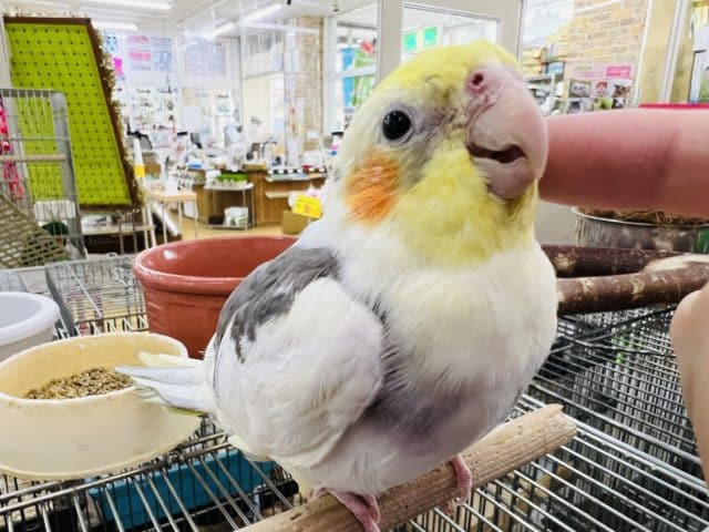 最近画像更新！1人餌✨オカメインコ(パイド)さん入荷しました〜❤