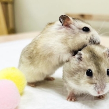 むちむちコンビ♡♡イエロープディングハムスター(女の子)