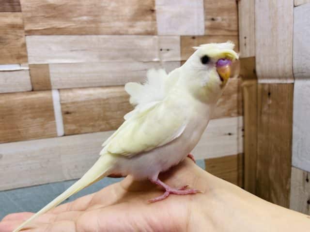 羽衣セキセイインコ