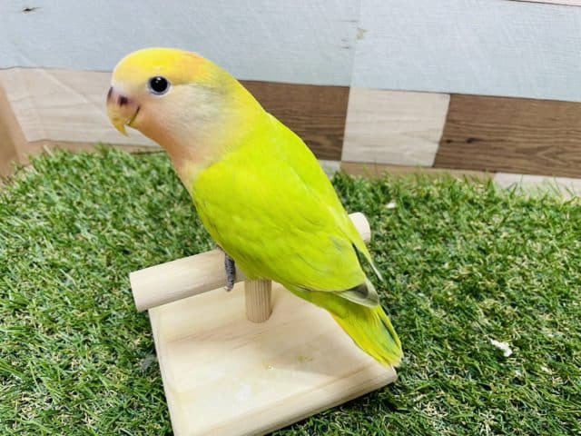 コザクラインコ（小桜インコ）