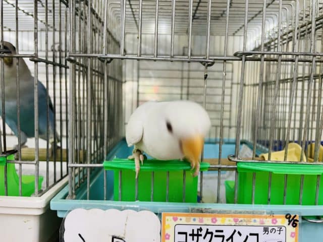 コザクラインコ（小桜インコ）