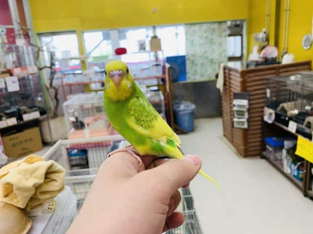 セキセイインコ